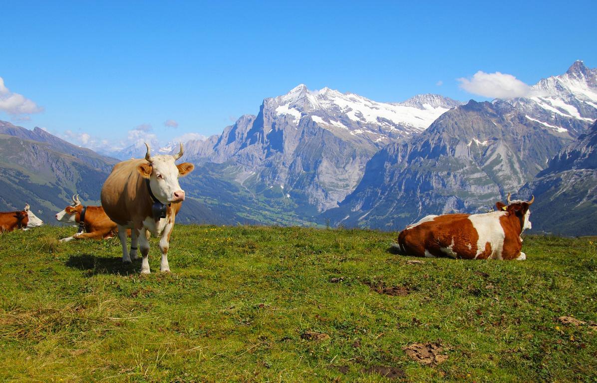 Kühe verbringen den Sommer auf der Alp